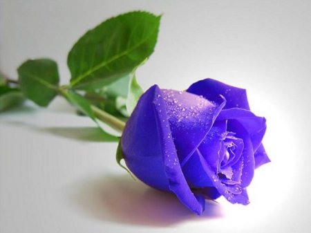 Где смотреть онлайн сериал Синяя роза?